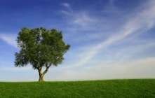 200890812_quicklaunch_tree_picture-1.jpg, 4 KB